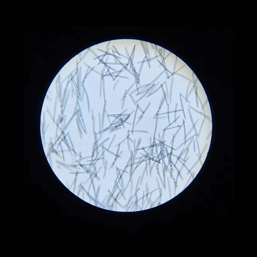 Spicole osservate al microscopio